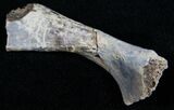 Unidentified Cretaceous Reptile Limb Bone #10581-1